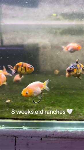 Adorable 8-Week-Old Ranchus: Beautiful Goldfish Pets