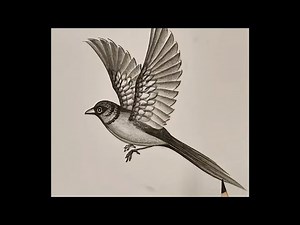 How to Draw a Hyper Realistic Bird Step by Step With Charcoal pencils