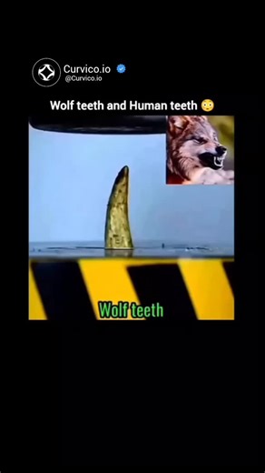 Curvico Explained on Instagram: "Wolf teeth 🐺 vs Human teeth 🧑‍🦷 — Wolves have long, sharp canines built for tearing meat, while humans have flatter molars for grinding food. Wolves rely on strength for survival, but humans evolved teeth for a mixed diet. Follow (us) !! Boost Your Experience level Every Day ⚡ (This Content is for educational purposes only) Kindly Dm for credit/removal request #explain #everything #time #knowledge #ideas #creative #facts #education #new #learning #usa #usareel