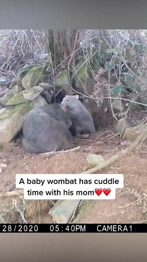 Adorable Baby Wombat Cuddles with Mom