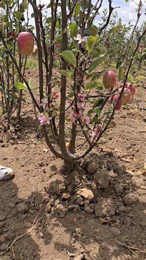 Essential Care for Flowering Apple Plants