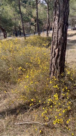 Spring is coming to Tbilisi🇬🇪 #tbilisi #georgia #travel
