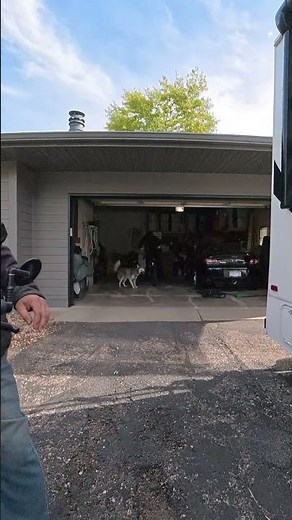 The Heartbreaking Cries of a Husky with MAXIMUM FOMO 🐺🐾🚲 #FOMO #SiberianHusky #husky #talkingdogs