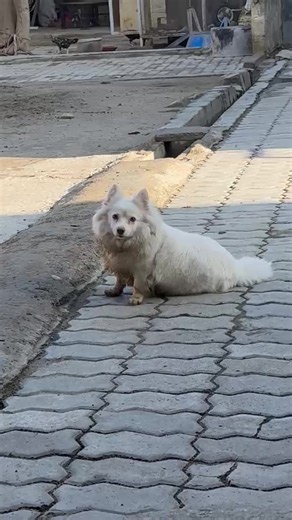 Who is fancy.dog? The Story Behind the Viral Dog Account