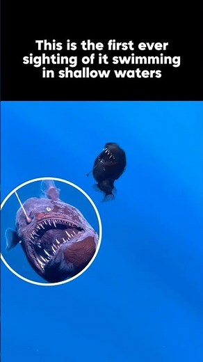 First-Ever Footage of a Live Humpback Anglerfish at the Surface!
