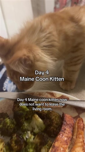 Day 4 with My Maine Coon Kitten: Adorable Behavior