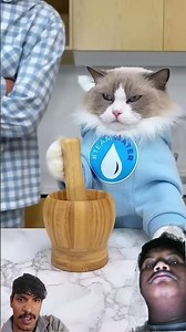 Cat making snacks for us. 🥰💘🥰💘 #funny #cat #lifeisbutadream #spiderman #cute #Ice cream