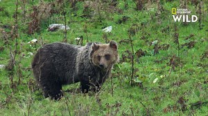 11K views · 598 reactions | Les Apennins, situées à moins de deux heures de route des rues animées de Rome, sont une chaîne de montagne où vit une faune luxuriante et diversifiée, allant des plus puissants prédateurs aux plus discrets des animaux sauvages. | Nat Geo Wild France | Facebook