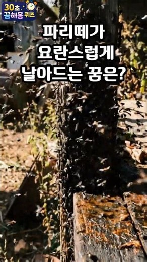 파리떼가 요란스럽게 날아드는 꿈은? (30초꿈해몽퀴즈) #꿈풀이 #꿈해석 #해몽 #꿈뜻 #꿈의미 #지식