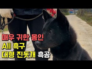진돗개 중에서 매우 보기 드문 대형 All 흑구 종견 진돗개 흑곰이를 소개합니다