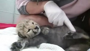 16K views · 801 reactions | Our new cheetah cub Pancake is doing great and bonding to her keepers. She loves belly rubs and has a playful personality. In 3 short weeks after her first set of vaccinations she gets to meet her puppy companion! | Wildlife Safari | Facebook