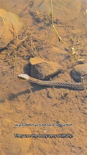 Water Snake in Action: The Art of Swimming! #wildlife #snake
