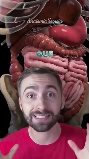🫁 This is how your organs move inside your body