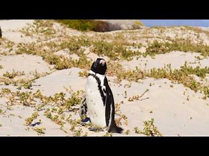 Galapagos penguin sound effect|Torpedos in Tuxedos