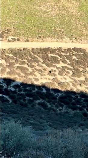 Guided Pig Hunt - California
