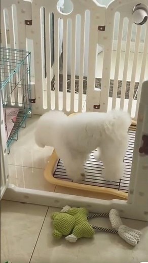 “Why Does This Poodle Strike a Yoga Pose After Peeing? 😂🐩”