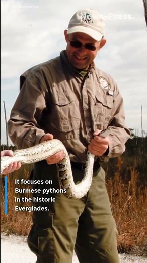 State announces start of 2026 Florida Python Challenge. $25K at stake