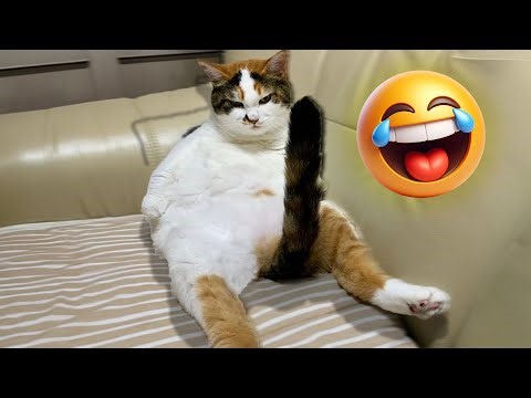 Hilarious Cats Doing the Most Ridiculous Things 🤣 Funny Compilation
