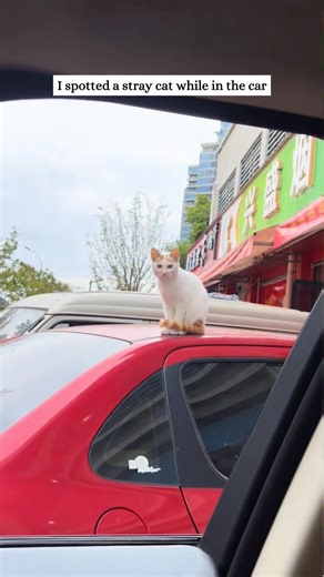 Watch part 2 at here https://rescueanimal.huongrung.net/03/5096/ | Cinnabon Kenya