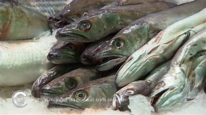 Poisson: comment en consommer sans exploser son budget ?