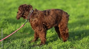 Cute young english cocker spaniel. Young brown cocker spaniel on green grass. Cocker spaniel on a leash along the sidewalk in the park. A brown cocker spaniel on a leash walking in the park.
