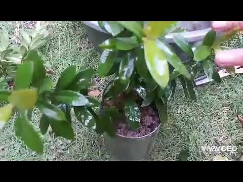 HOW DO YOU PROPAGATE A SANTAN PLANT? #greenthumb. #PorieCross