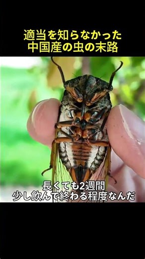 The dangerous true identity of the insect that was thought to be a cicada