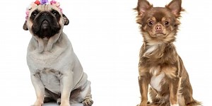 Chug: características y curiosidades de la peculiar mezcla de Chihuahua y Pug