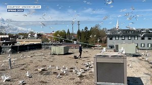 'They had to cut that program': Dunkirk's seagull mitigation program nixed due to federal cuts