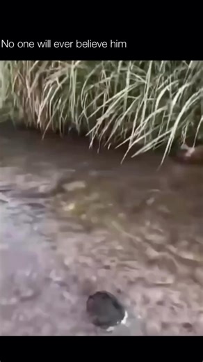 TheWildVerse on Instagram: "Follow me👉 @thewild_verse Snapping turtles are large, powerful freshwater turtles known for their strong jaws and prehistoric appearance. They live in ponds, lakes, rivers, and wetlands across much of North America and spend most of their time in the water, where they are surprisingly agile swimmers. Snapping turtles are omnivores, eating plants, insects, fish, amphibians, and even small mammals or carrion. While they can be aggressive on land—snapping defensively wh