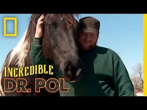 How Are They Now? Dr. Pol Updates: Rambo | The Incredible Dr. Pol
