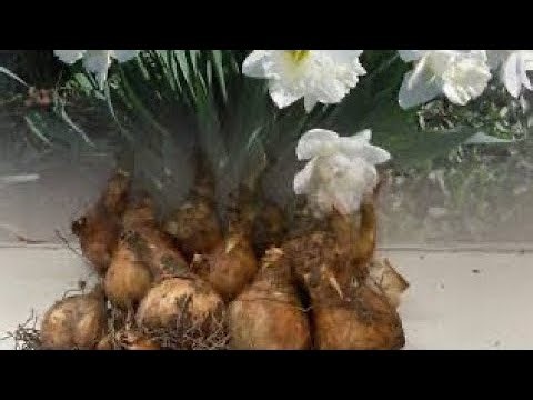 How to Grow Daffodil’s Old Bulbs at Home 🏠#garden #gardening #nature