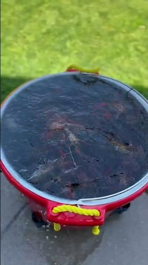 How We Circulate & Percolate "Pre-Washed" Crawfish 🦞 #cowboycrawfish washer