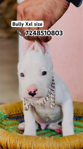 Best quality Xxl size puppy 🐶 #allindiadelivery #Bullyxxlsize #viral #reels Dehradun Haridwar