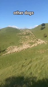 1.6K views · 34 reactions | Other Dogs vs My Dog 隸‍♂️ #dog #dogsofinstagram #chihuahua | miltonnkez | Facebook