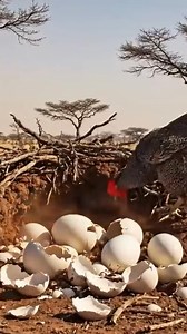 Witness the extraordinary bond between a man and his wild companions. From carrying vultures in a field to wrestling snakes with a rooster and chicken nearby, this is unlike anything you've seen. #AnimalFriendship #Wildlife #UnusualPets #ManAndNature #homohabilis #hominid | Sapien Cinema