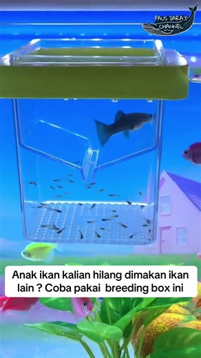 Breeding box fish #ikan #ikanhias #fish #aquascape #aquarium #fyp #funny #pets #pet #animals #water