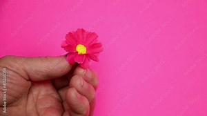 Grandma's old wrinkled hands. Old hands on a pink background. Flower in wrinkled hands close-up. Giving a flower to your grandmother. Grandma gives a flower. Congratulations concept. Women's Day.