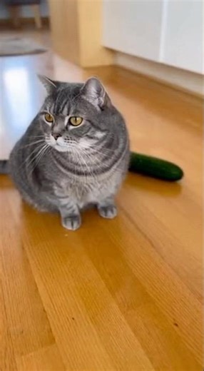 Cat vs Cucumber | Humour
