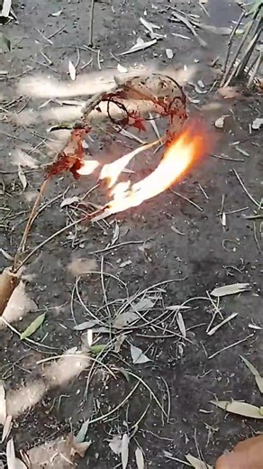 Lighting Fire with a Spider Thread? Unbelievable Survival Trick! #survival #bushcraft