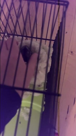 Day in the life of a dwarf hamster