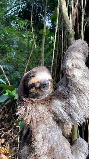 The Sloth Conservation Foundation on Instagram: "The beauty of three-fingered sloths, the beauty of nature. #CostaRica #Sloth"