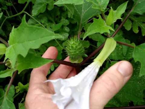 JIMSON WEED (Poisonous) plant with spiny helmet and white tubular flowers