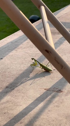 Woman Stepping on Praying Mantis Caught on Camera
