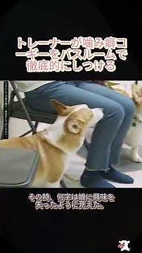 Part 2 トレーナーが噛み癖コーギーをバスルームで徹底的にしつける#コーギー #犬のしつけ #トレーニング #ペットライフ #噛み癖改善 #犬好き