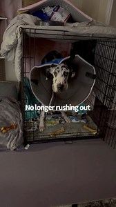 Just a quick video on how I teach every foster dog with crate anxiety to easily and calmly enter and exit their crate, relax inside, and avoid rushing out, particularly those with negative associations, by showing them the crate as a calm and positive space. Excuse my voice; I have a cold. This boy has come a long way from refusing to go in the crate and being a bucking bronco when anyone tried to shut the door, to calmly choosing to go and relax in his crate quite often with the door open, and 