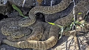 Rattlesnakes emerge from viral ‘mega den’ of 2,000 rattlesnakes in Colorado