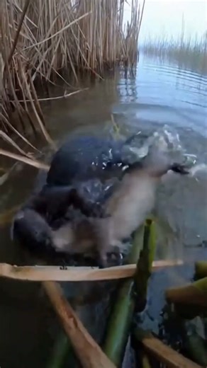 Caught in the Rip: Muskrat’s Desperate Escape #Wildlife #NaturePOV #Adrenaline
