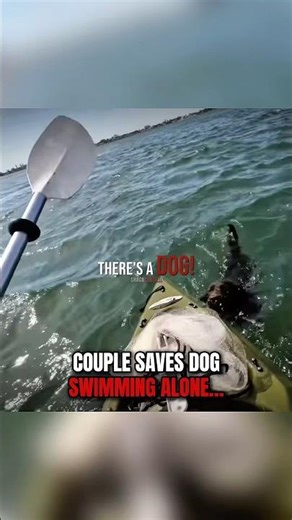 Couple SAVES puppy swimming alone‼️🤯 (‪@Slobzfishing‬)