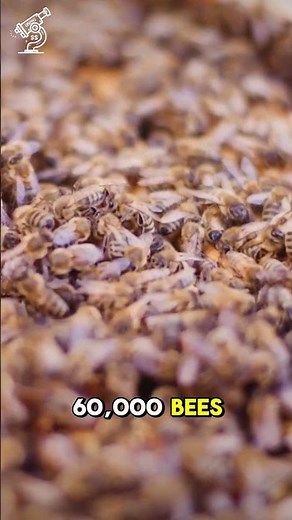 Warning Signs a Bee is About to Sting You